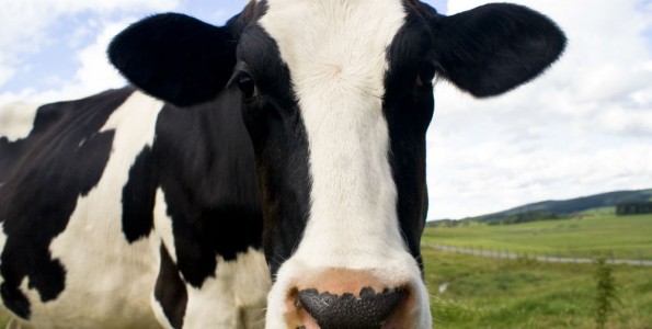 El sector lácteo escoge nuevo líder