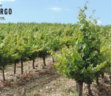 Obergo, referente del vino blanco en la D.O. Somontano