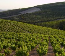 Vinagres de Montilla-Moriles con etiqueta en Europa